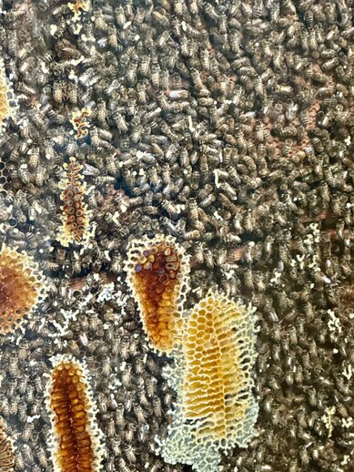 Honigwaben in einem Meer von Bienen.